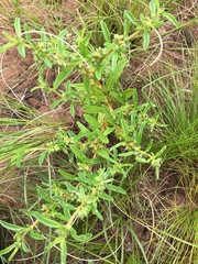 Pollichia campestris