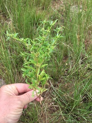 Pollichia campestris