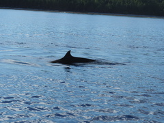Ziphius cavirostris