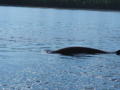 Ziphius cavirostris