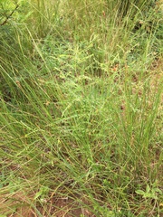 Phyllanthus meyerianus