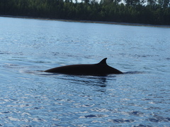 Ziphius cavirostris