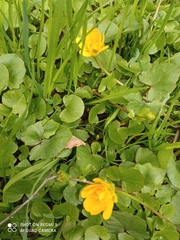 Ficaria verna