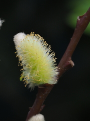 Salix gracilistyla