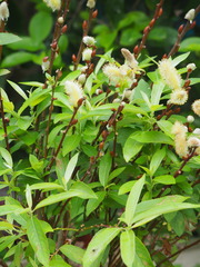 Salix gracilistyla