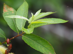 Salix gracilistyla