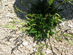 Borodinia macrophylla