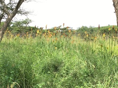 Kniphofia tysonii