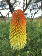 Kniphofia tysonii