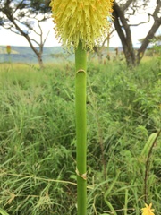 Kniphofia tysonii