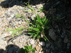 Borodinia macrophylla