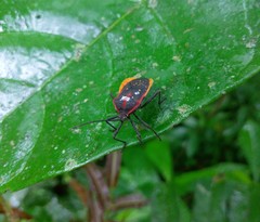 Sephina nigripes