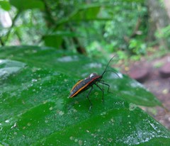Sephina nigripes