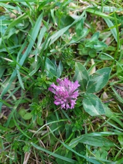 Trifolium pratense