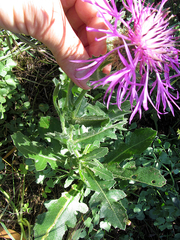 Centaurea polyacantha