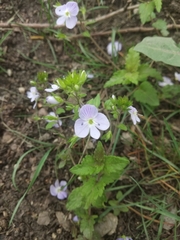 Veronica peduncularis