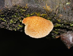 Gymnopilus eucalyptorum