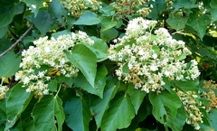Dombeya kirkii