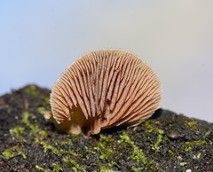 Gymnopilus eucalyptorum