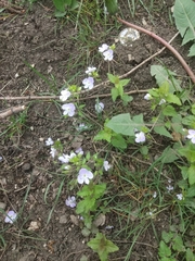 Veronica peduncularis