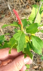Anisotes rogersii