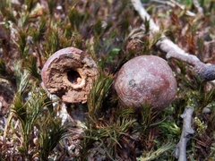 Andricus infectorius