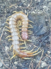 Scolopendra alternans