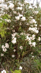 Rhododendron formosanum