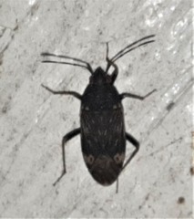 Neolethaeus tenebrosus
