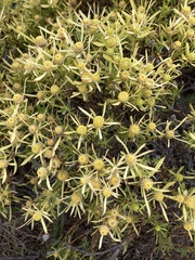 Leucadendron xanthoconus