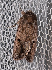 Spodoptera exempta