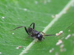 Zeuxevania splendidula