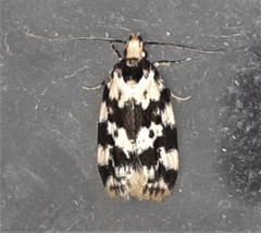 Barea euprepes