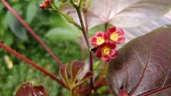 Jatropha gossypiifolia