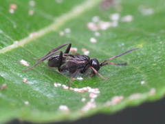 Zeuxevania splendidula