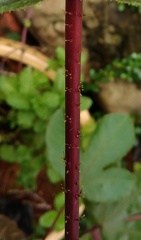 Jatropha gossypiifolia
