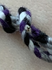 Neottiura bimaculata