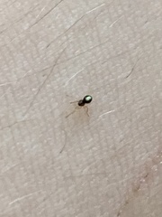 Neottiura bimaculata