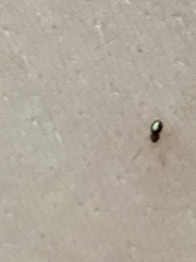 Neottiura bimaculata