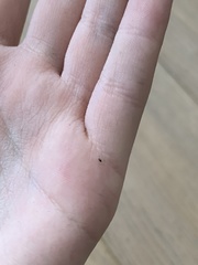 Neottiura bimaculata