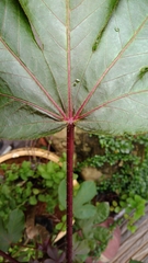 Jatropha gossypiifolia