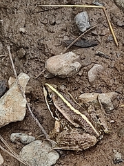 Pelophylax ridibundus