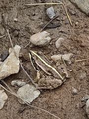 Pelophylax ridibundus