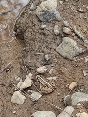 Pelophylax ridibundus