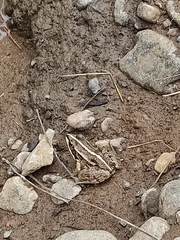 Pelophylax ridibundus