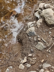 Pelophylax ridibundus