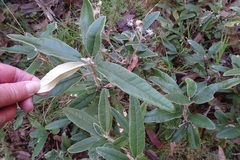 Olearia megalophylla