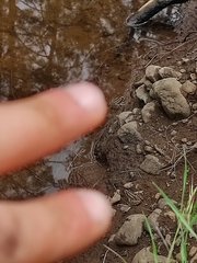 Pelophylax ridibundus