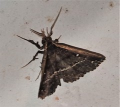 Adrapsa ablualis