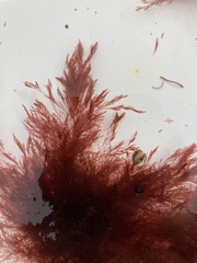 Antithamnionella floccosa